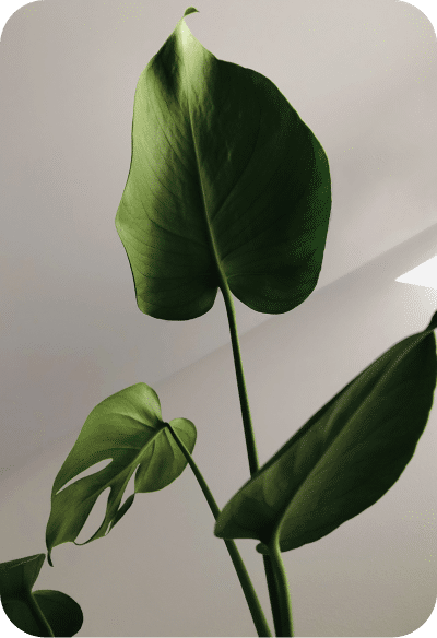 Zimmerpflanze